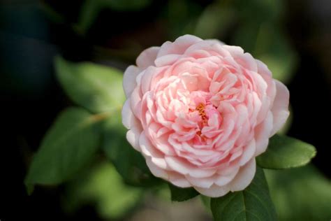 tudor rose image|tudor rose real flower.